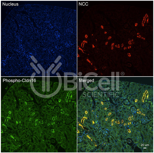 Claudin-16 (CLDN16) (Phospho-Thr233) Antibody