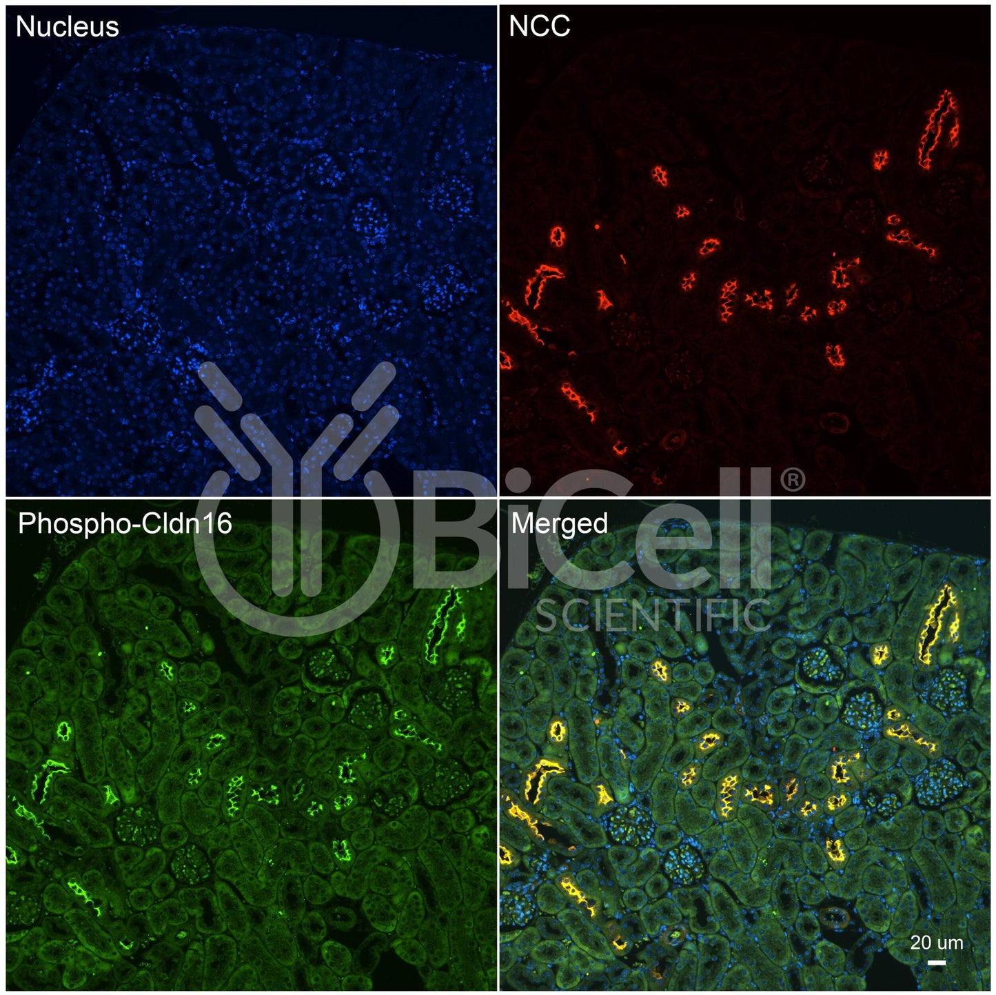Claudin-16 (CLDN16) (Phospho-Thr233) Antibody - FFPE Validated