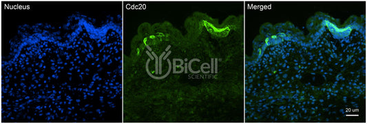 CDC20 Antibody