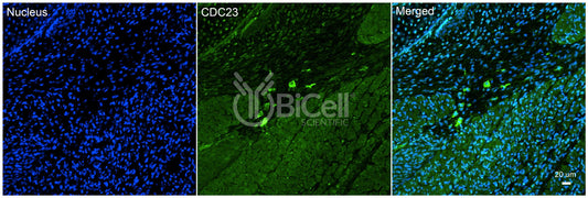 CDC23 Antibody - Western Blot Validated