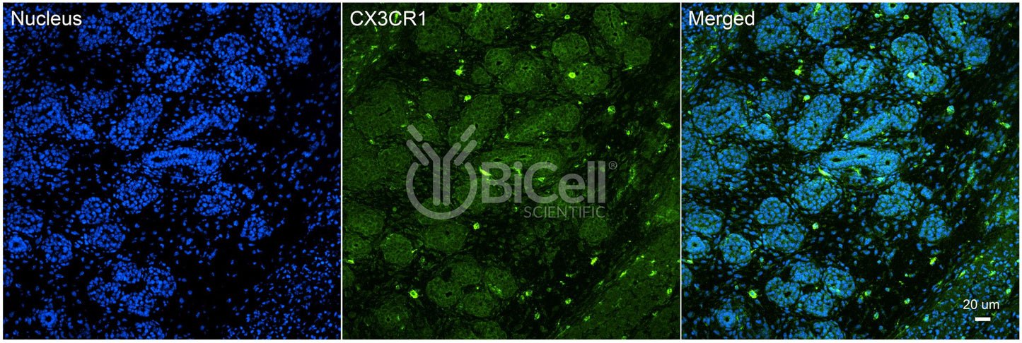 CX3CR1 (CCRL1 or GPR13) Antibody - FFPE Validated