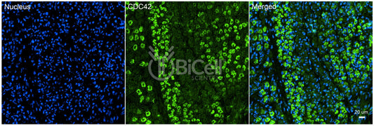 CDC42 Antibody - Western Blot Validated