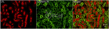 Cadherin-16 (Cdh16) Antibody