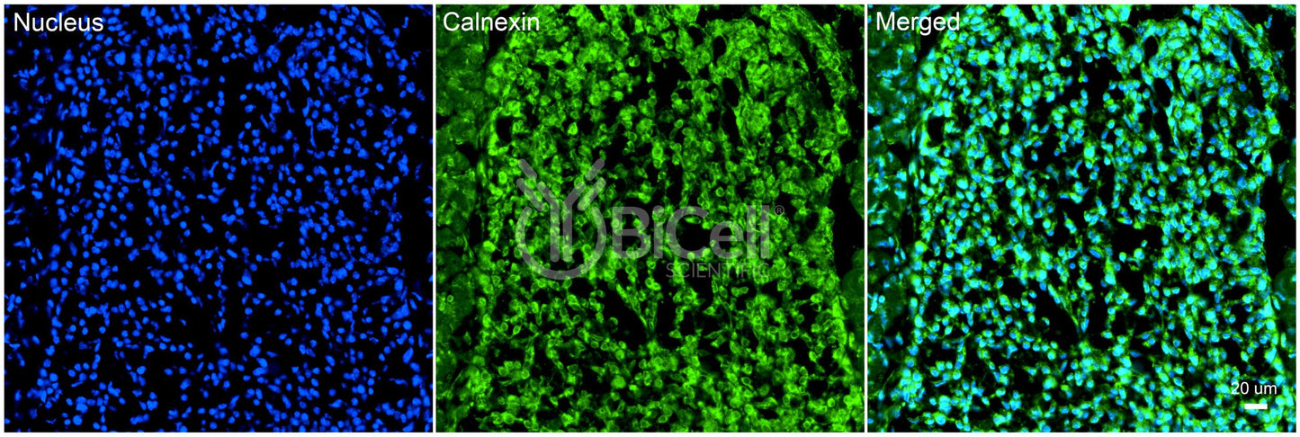 Calnexin (CANX) Antibody - Western Blot Validated