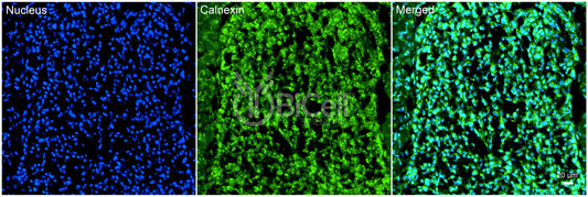 Calnexin (CANX) Antibody - FFPE Validated