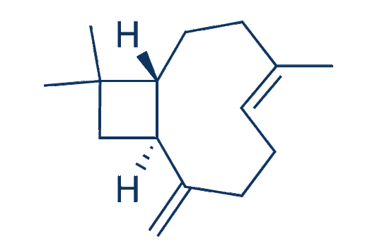 β-Caryophyllene