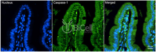 Caspase-1 (CASP1) Antibody - Western Blot Validated