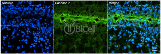 Caspase-2 (CASP2 or NEDD2) Antibody