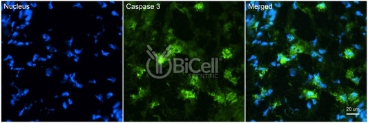 Caspase-3 (CASP3) Antibody