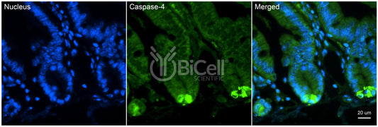 Caspase-4 (CASP4) Antibody - FFPE Validated