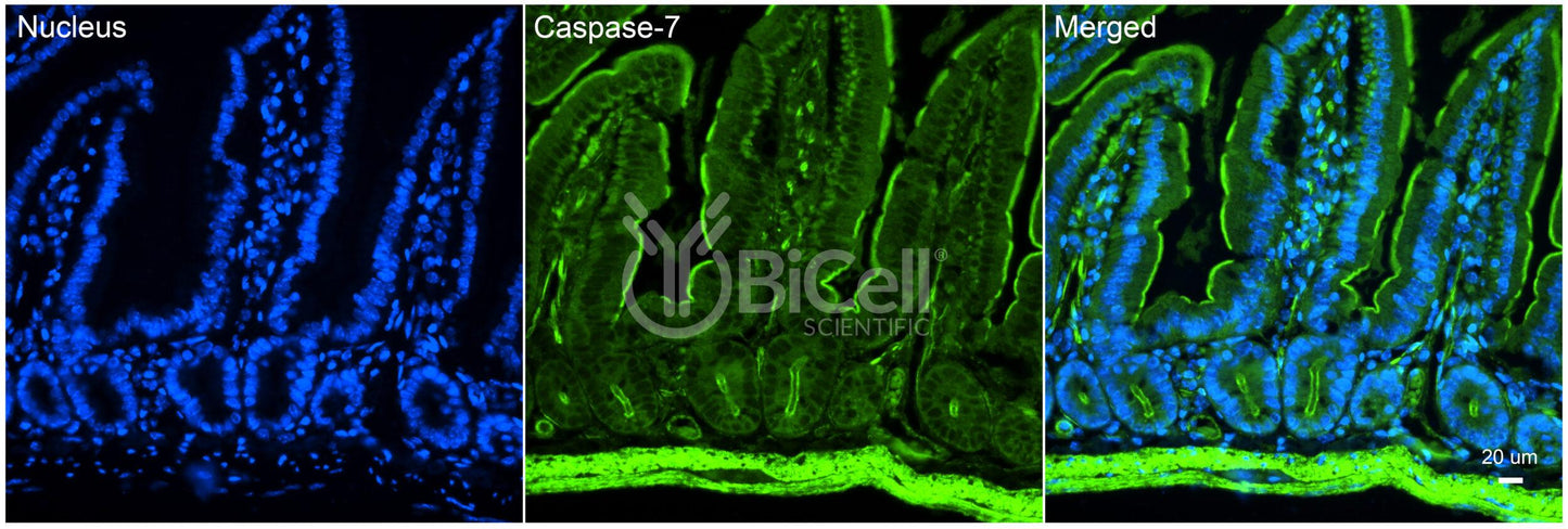 Caspase-7 (CASP7) Antibody - Western Blot Validated
