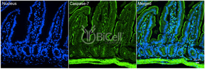 Caspase-7 (CASP7) Antibody - Western Blot Validated