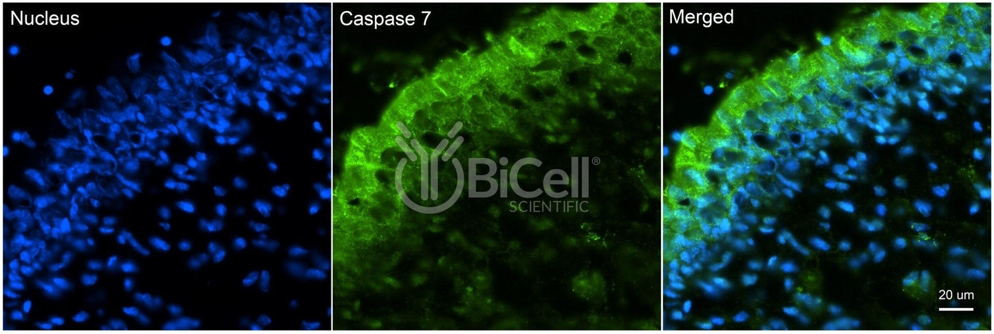 Caspase-7 (CASP7) Antibody - Western Blot Validated