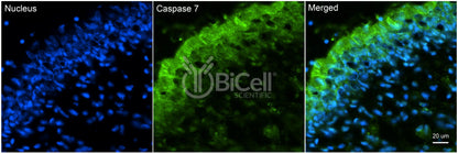 Caspase-7 (CASP7) Antibody - Western Blot Validated