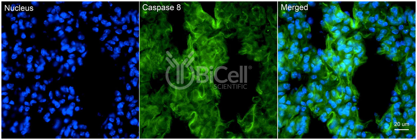 Caspase-8 (CASP8 or CAP4) Antibody