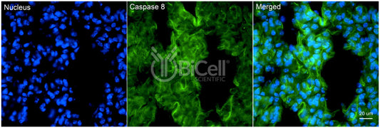 Caspase-8 (CASP8 or CAP4) Antibody