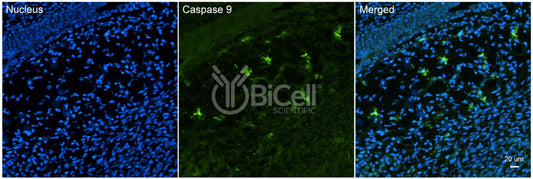 Caspase-9 (CASP9) Antibody - FFPE Validated