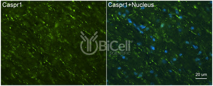 CASPR1 (CNTNAP1 or Paranodin) Antibody - FFPE Validated