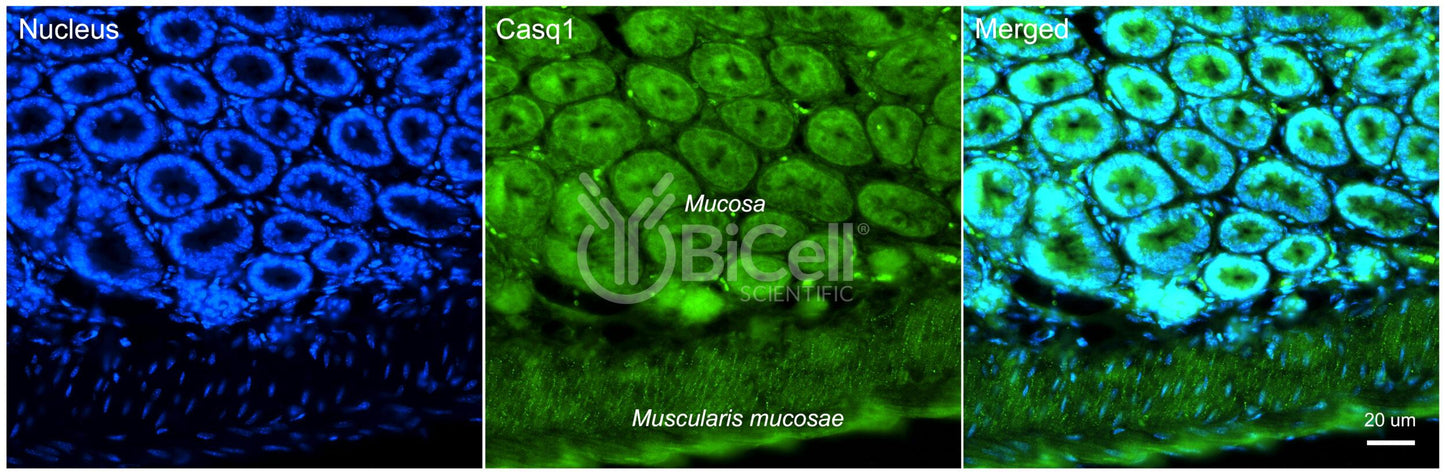 Calsequestrin-1 (CASQ1) Antibody - Western Blot Validated