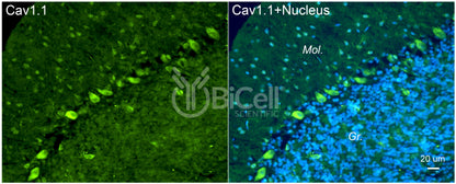 CACNA1S (Cav1.1) Antibody