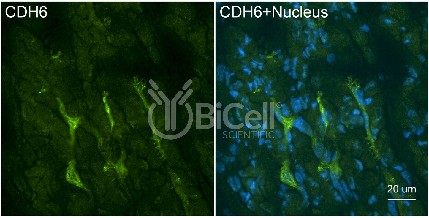 Cadherin-6 (CDH6) Antibody