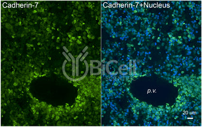Cadherin-7 (CDH7) Antibody