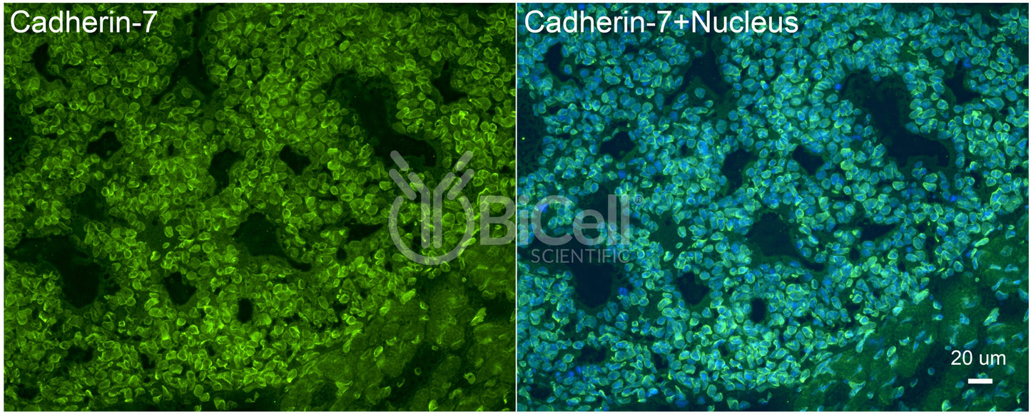 Cadherin-7 (CDH7) Antibody - Western Blot Validated