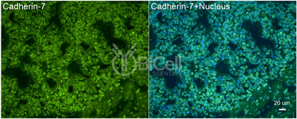 Cadherin-7 (CDH7) Antibody - Western Blot Validated