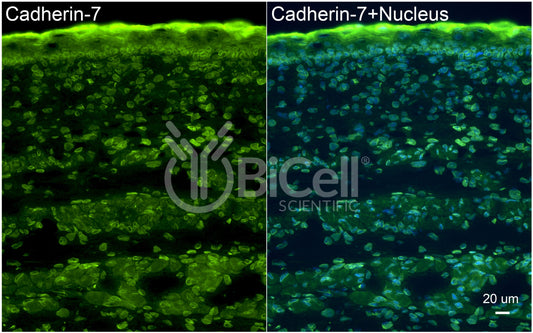Cadherin-7 (CDH7) Antibody - FFPE Validated