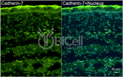 Cadherin-7 (CDH7) Antibody