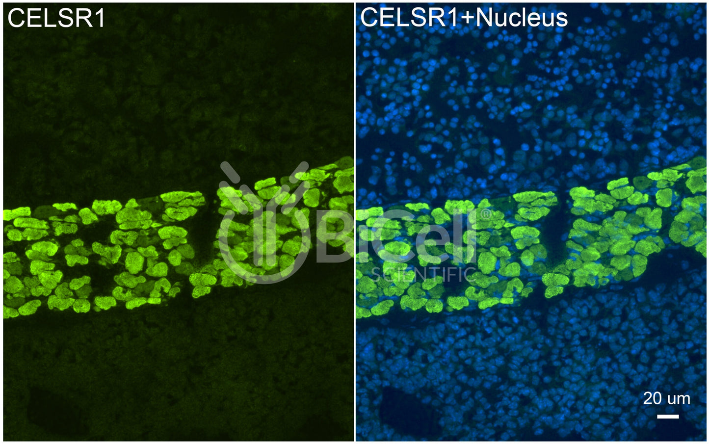 CELSR1 (CDHF9 or FMI2) Antibody - Western Blot Validated