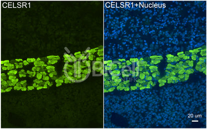 CELSR1 (CDHF9 or FMI2) Antibody