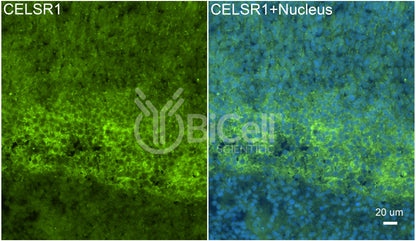 CELSR1 (CDHF9 or FMI2) Antibody