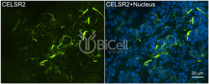CELSR2 (CDHF10 or Flamingo1) Antibody