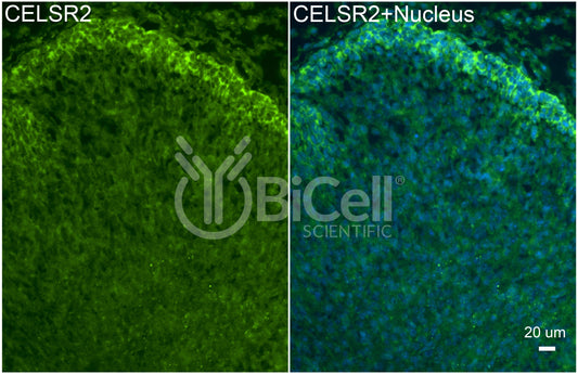 CELSR2 (CDHF10 or Flamingo1) Antibody