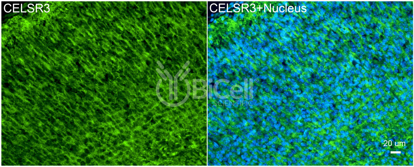 CELSR3 (CDHF11 or FMI1) Antibody