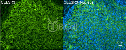 CELSR3 (CDHF11 or FMI1) Antibody