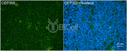 CEP350 Antibody - Western Blot Validated