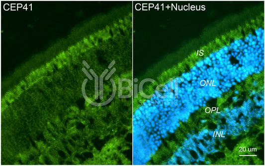 CEP41 (TSGA14) Antibody - Western Blot Validated