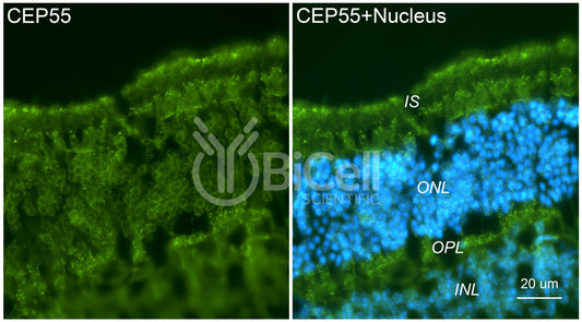 CEP55 Antibody - Western Blot Validated