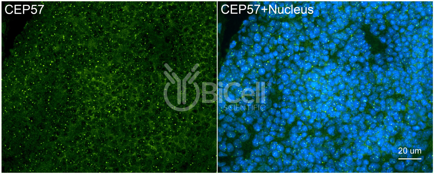 CEP57 Antibody