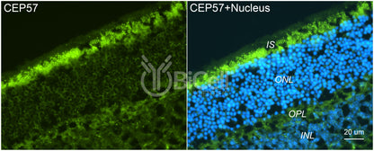 CEP57 Antibody - Western Blot Validated