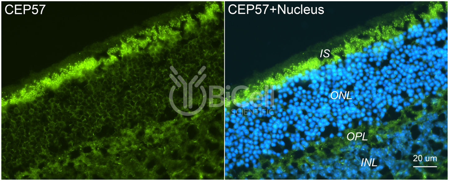 CEP57 Antibody