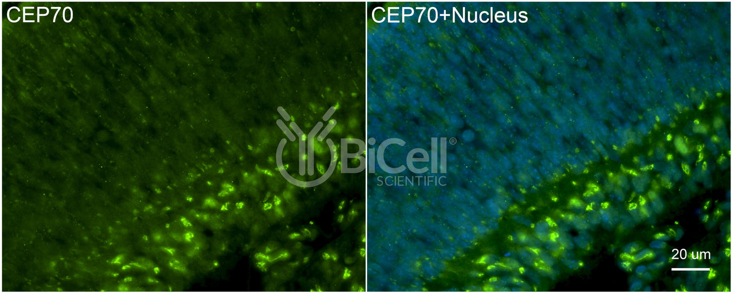 CEP70 Antibody