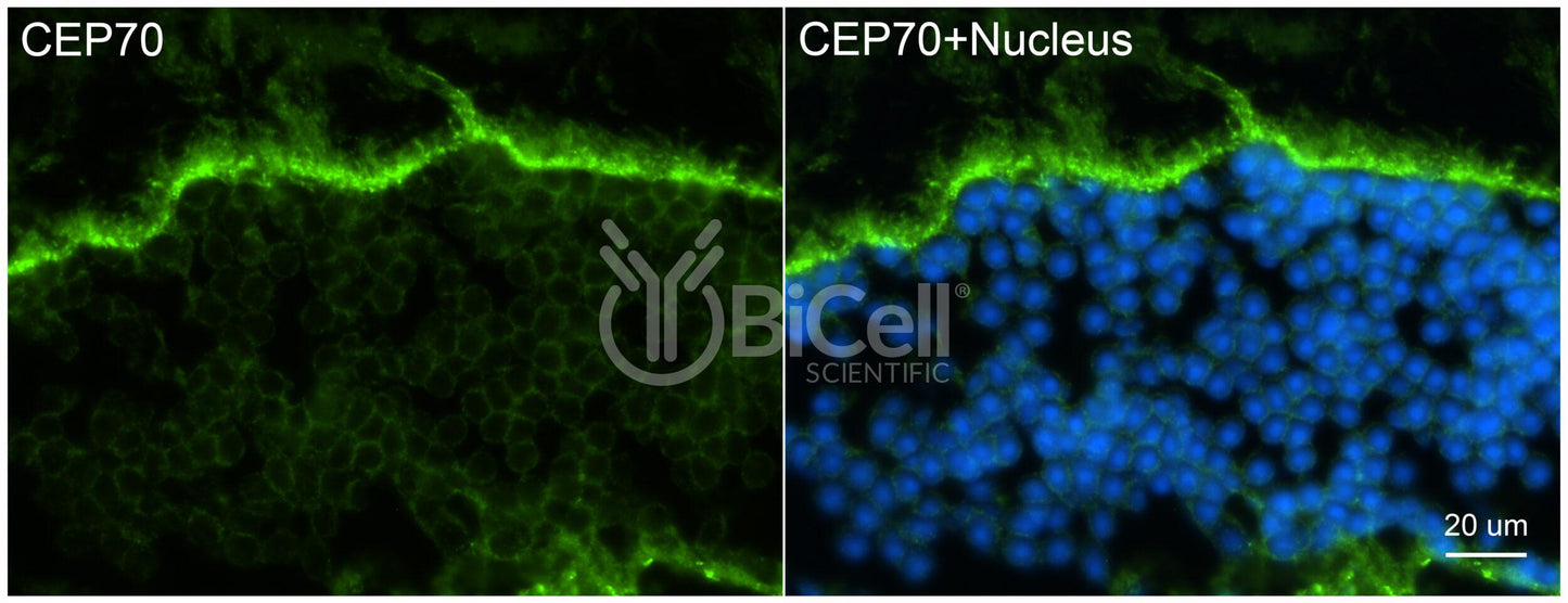 CEP70 Antibody