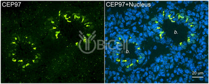 CEP97 Antibody