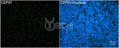 CEP97 Antibody - Western Blot Validated