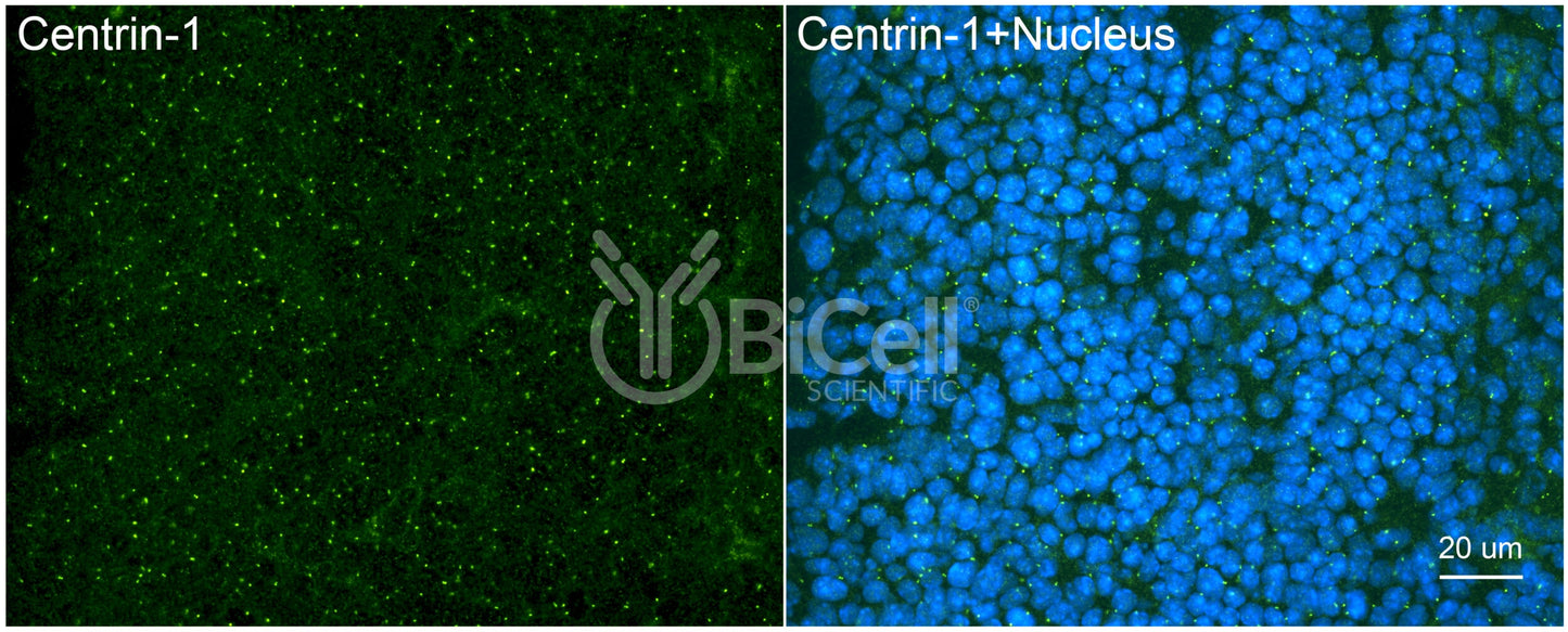 Centrin-1 Antibody - FFPE Validated