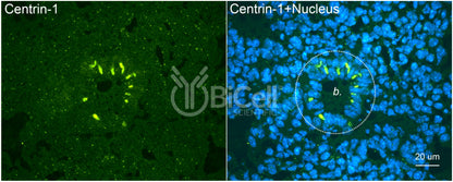 Centrin-1 Antibody