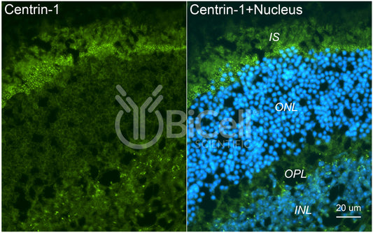 Centrin-1 Antibody
